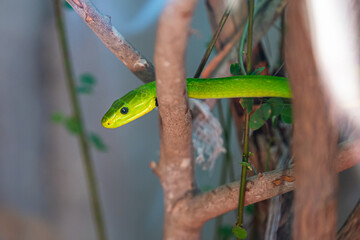 Green tree snake. Watamu, Kenya.