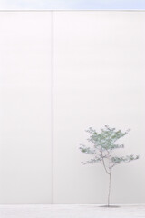 Fine art photography of a single small tree in front of a plain white wall, with a minimalist and surreal style.