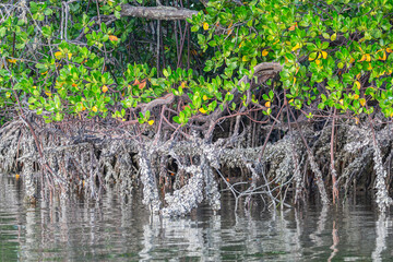 Mida Creek. Protected mangrove ecosystem near Watamu, Kenya.