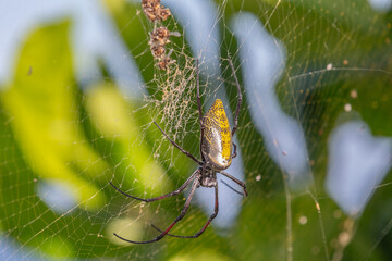 Golden Silk Orb-weaver Spider (Banana Spider). Kenya, Africa.