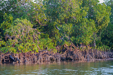 Mida Creek. Protected mangrove ecosystem near Watamu, Kenya.