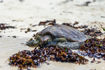 Green sea turtle on beach. Watamu, Kenya.
