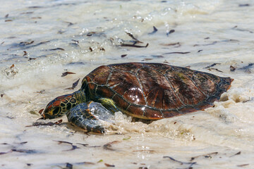 Green sea turtle on beach. Watamu, Kenya.