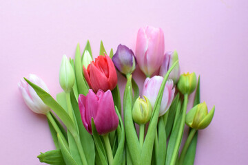 Bouquet of colorful spring tulips for Mother's Day or Women's Day on a  pink background.