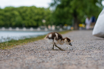 duck baby looking for food