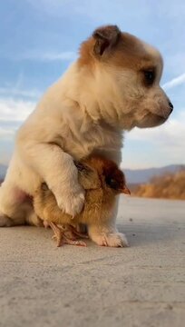 Adorable puppy and duckling enjoy each other's company, Gentle behavior of the dog with duckling.