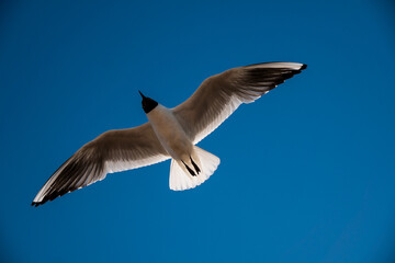 bottom view bird flying blue sky