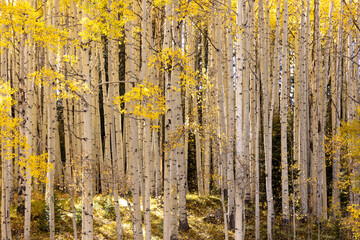 Beautiful Apen forest in Autumn - 770134163