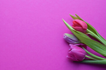 Bouquet of colorful spring tulips for Mother's Day or Women's Day on a  fuchsia background. Top view in flat style.