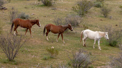 Small herd of wild horses in the Salt River wild horse management area near Scottsdale Arizona United States