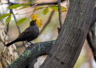 Blackbird (Turdus merula) - Europe, North Africa, and parts of Asia