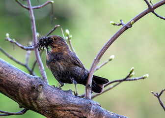 Blackbird (Turdus merula) - Europe, North Africa, and parts of Asia