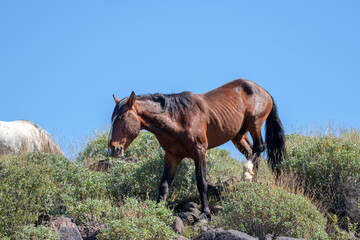 Liver chestnut wild horse stallion in the Salt River wild horse management area near Scottsdale Arizona United States