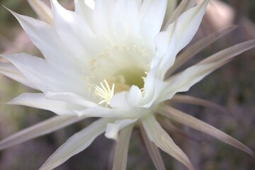Close up of Catus flower