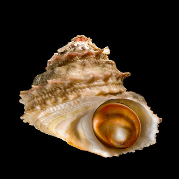 sea shell isolated on black, Turban snail Astraea rugosa, Shell with operculum (eye of Saint Lucia) Sardinia. Italy.