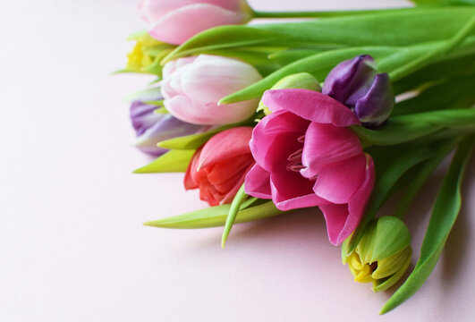 Bouquet of colorful spring tulips for Mother's Day or Women's Day on a  pink background.
