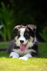 A young border collie in a garden. 