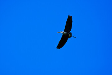 Great Blue Heron In Flight-5844