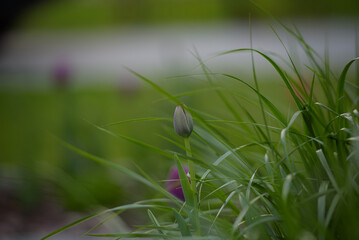 An isolated tulip with blurred backgorund. 