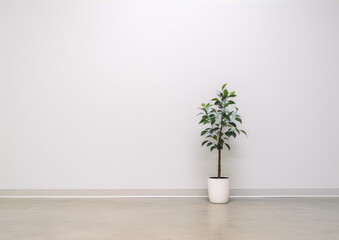 Fototapeta premium A photo of a potted ficus plant in front of a white wall with a minimalist style and a neutral color palette.