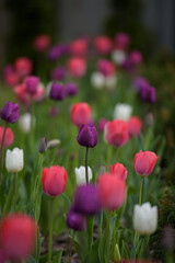 A flowerbed with pink, white and purple tulips. 
