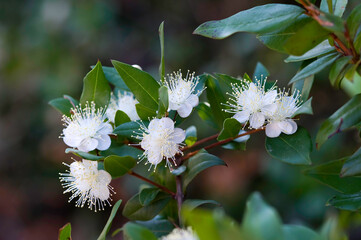 Myrtle Myrtus communis shrub in full flower, Alghero, Sardinia, Italy