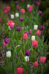 A flowerbed with pink, white and purple tulips. 