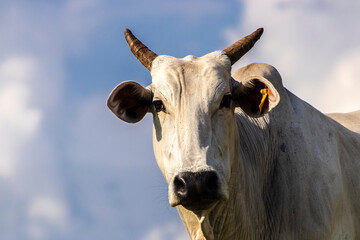 Zebu Nellore cow in the pasture area of a beef cattle farm in Brazil