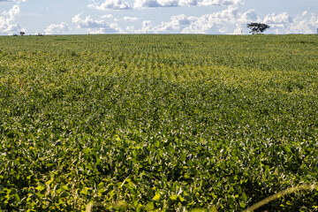 Rural landscape with fresh green soy field. Soybean field, in Brazil.