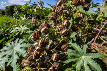 Castor beans plant on field in Brazi ricinus communis seeds