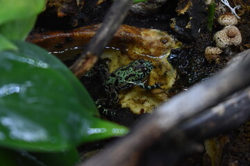 fire-belly toad having a soak