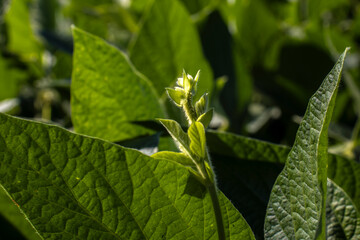 Beginning of flowering of a soybean plantation on a farm in Brazil