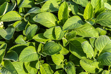 Selective focus of Boldo. Green plant named Boldo da Terra in Brazil. Plant used to make tea e...