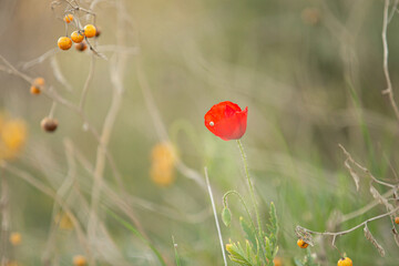 Wild poppy flower on the green field in rural Greece at sunset - 770140114