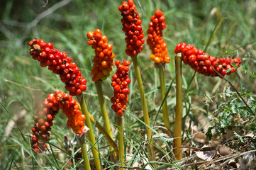 Cuckoo Pint or Lords and Ladies - Arum italicum, Arum pictum, - poisonous berries Sardinia, Alghero, Baratz lake, Italy