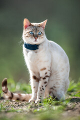 Snow Bengal with GPS Tracker