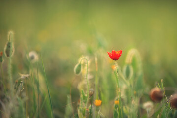 Wild poppy flower on the green field in rural Greece at sunset
