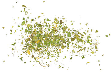 Organic Moringa green tea isolated on white