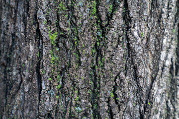 Fototapeta premium tree texture