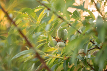 Almond tree branch with green almond fruit in Greece at sunset. Close up of almond nuts. Background - 770145720