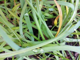 Obraz premium 水玉