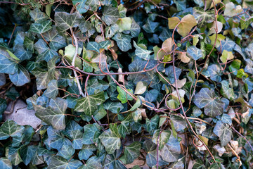 leaves on the ground