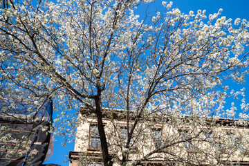 Spring Blooming Cherry tree in Manhattan, New York, USA