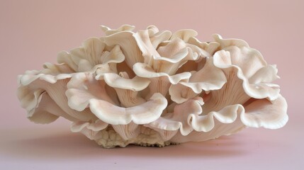 Maitake mushroom, grifola frondosa, on a soft and delicate pastel colored background