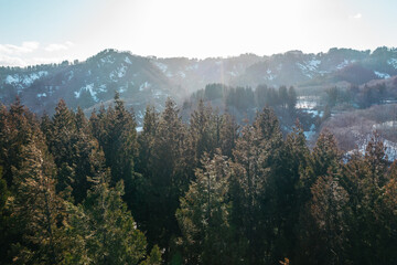 ドローン写真：夕日に照らされた冬の杉林	
