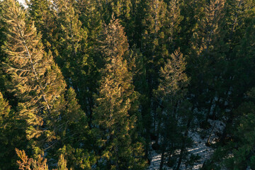 ドローン写真：夕日に照らされた冬の杉林	
