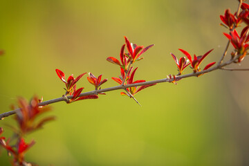 Young pomegranate leaves at spring time, selective focus. Pomegranate's branch in Greece. Background - 770150583