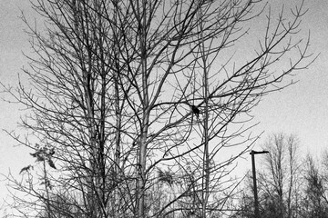 silhouette of a tree in the morning