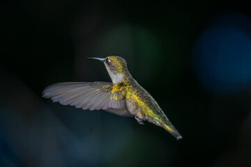 beautiful gold and green hummingbird flying in the air flapping it's wings extremely fast