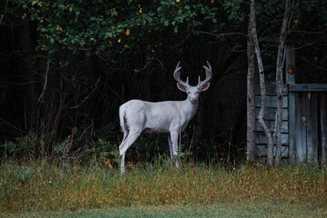 ghost white albino deer in a forest